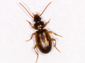 Trechus quadristriatus
